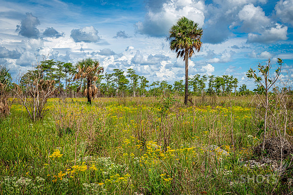 Yellowtops Landscape