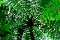 Tree Fern