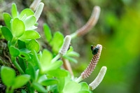 Peperomia and Beetle