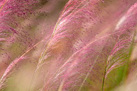 Purple Muhly Grass