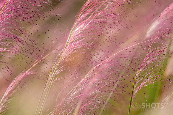 Purple Muhly Grass