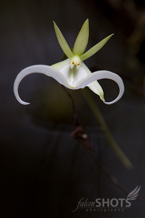 Ghost Orchid
