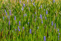 Pickerelweed