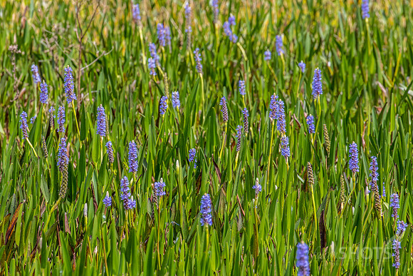 Pickerelweed
