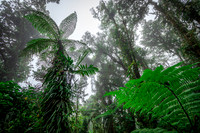 Tree Fern in Cloud Forest