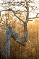 Bald Cypress Z Tree Golden Sunrise
