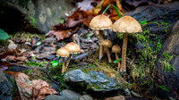 Fall Mushrooms