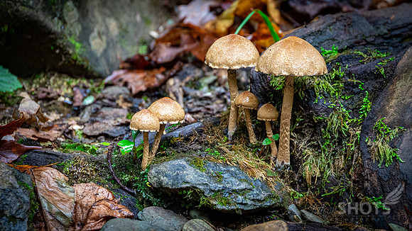 Fall Mushrooms