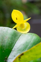 Orchid and Fly