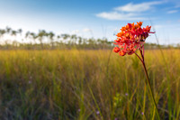 Fewflower Milkweed