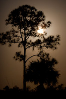 Slash Pine Moon