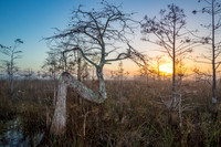 Bald Cypress Z Tree Sunrise