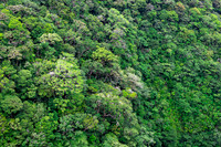 Cloud Forest