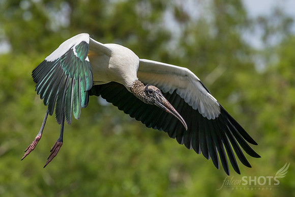 Wood Stork Feathers