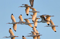 White Ibis Flight
