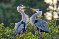 Great Blue Herons