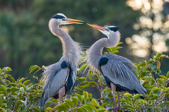 Great Blue Herons