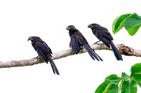 Smooth-billed Ani Family
