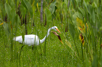 Great Egret