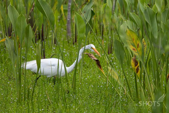 Great Egret