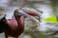 Glossy Ibis