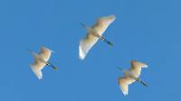 Snowy Egrets
