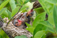 Red-winged Blackbird Chicks