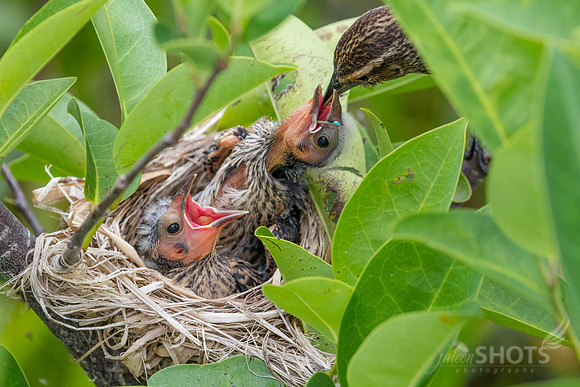 Red-winged Blackbird Chicks