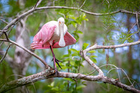Roseate Spoonbill