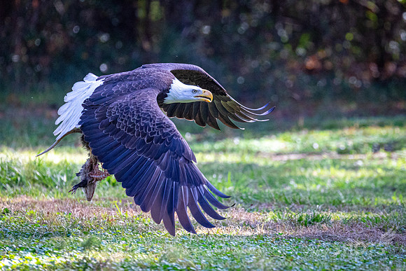 Bald Eagle
