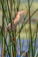 Least Bittern