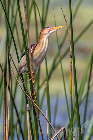 Least Bittern