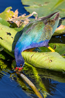 Purple Gallinule