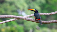 Fiery-billed Aracari