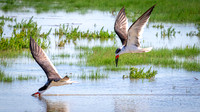 Black Skimmers