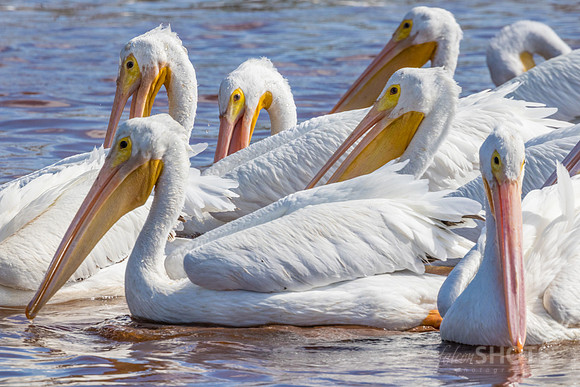 American White Pelicans