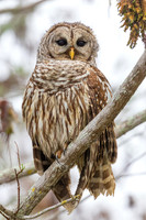 Barred Owl