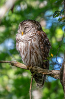 Barred Owl Sleeping