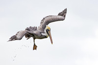 Brown Pelican