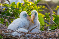 Wood Stork Chicks