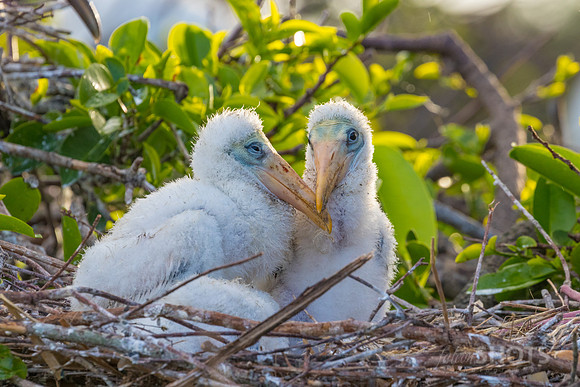Wood Stork Chicks