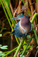 Green Heron
