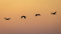 Sandhill Cranes Sunset