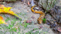 Northern Two-lined Salamander