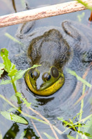 Pig Frog