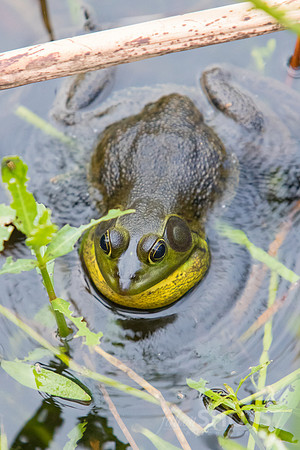 Pig Frog