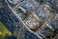 Alligator Scute