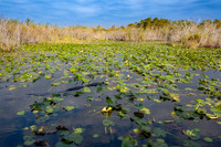 American Alligator in Water