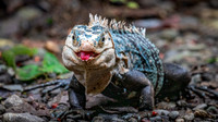 Black Spiny-tailed Iguana