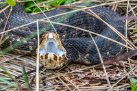 Water Moccasin